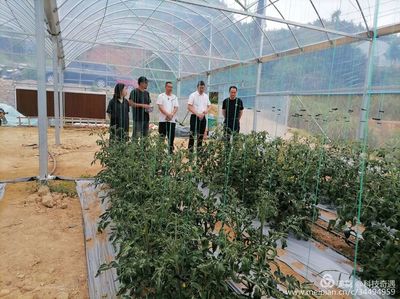 陽(yáng)光1+1牽手計(jì)劃 省農(nóng)科院專家蒞臨古田縣祥輝果蔬種植專業(yè)合作社開(kāi)展技術(shù)指導(dǎo)與種植技術(shù)開(kāi)發(fā)