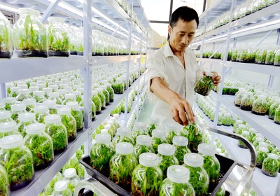 房縣擦亮“藥庫(kù)”品牌 藥材種植技術(shù)開(kāi)發(fā)引領(lǐng)產(chǎn)業(yè)升級(jí)