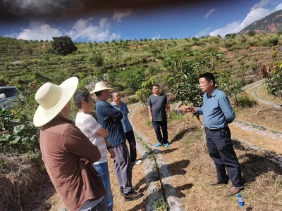 楚雄市加大技術(shù)指導(dǎo)，助推芒果產(chǎn)業(yè)發(fā)展與種植技術(shù)開(kāi)發(fā)