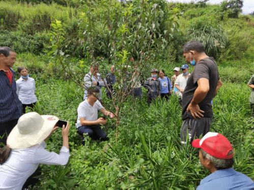 六枝特區(qū)月亮河鄉(xiāng) 農(nóng)業(yè)產(chǎn)業(yè)管理培訓(xùn)激活村民發(fā)展信心，推進(jìn)種植技術(shù)開(kāi)發(fā)