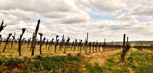 探訪法國葡萄園 種植技術(shù)的革新比登埃菲爾鐵塔更具深意