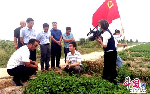江蘇睢寧 黨建引領(lǐng)，小菊花開(kāi)出“黃金花”