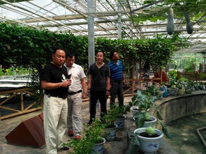 城關(guān)街道五里鋪村干部赴楊凌取經(jīng)，蓄力大棚蔬菜種植技術(shù)新篇章